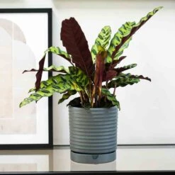 Bespoke Luna Stoneware Planter & Saucer Grey H20CM D18CM