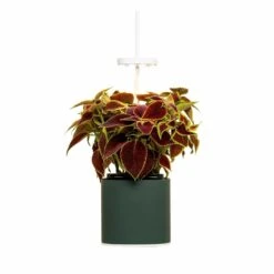 Pret A Pousser Nano Garden Forest Green With 1 Coleus Pod