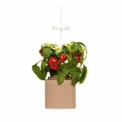 Pret A Pousser Nano Garden Sand Grey With 1 Gazania Pod