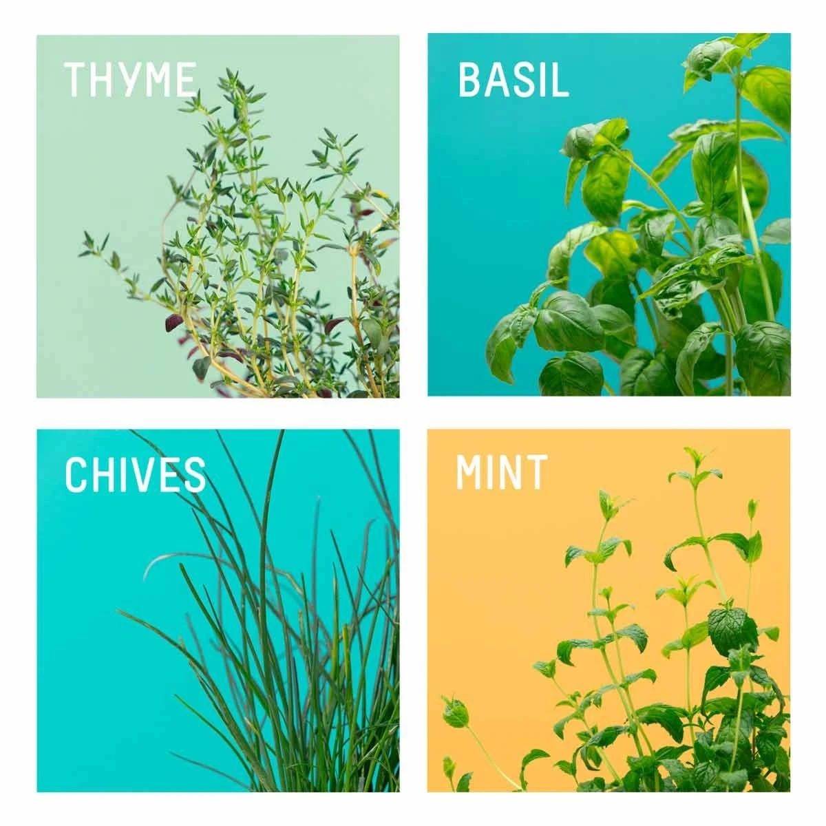 Pret A Pousser The Essentials Pack Of 4 Pods - Basil, Moroccan Mint, Chives, Thyme - Image 2