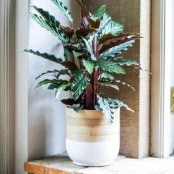 Ivyline Bamboo White Planter - D23Cm