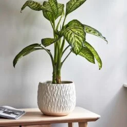 Ivyline Arles Leaf Embossed White Planter - H20Cm W22Cm