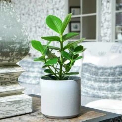 Ivyline Leon White Planter - H27Cm D32Cm