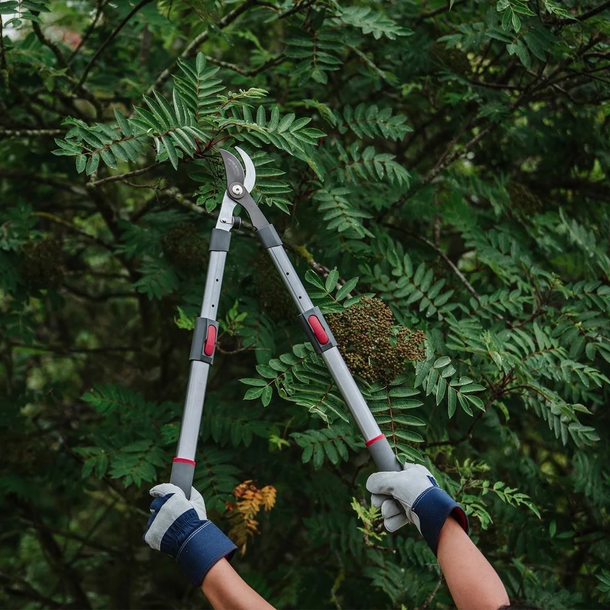 Kent & Stowe Tele Handle Telescopic Bypass Lopper Pruner Cutter 65Cm-90Cm - Image 6