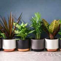 Thompson And Morgan Scandi Houseplant Mixed 12cm Pot X 3