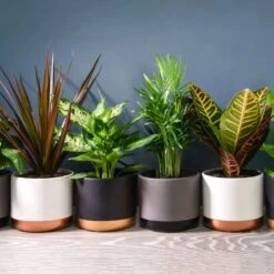 Thompson And Morgan Scandi Houseplant Mixed 12cm Pot X 6