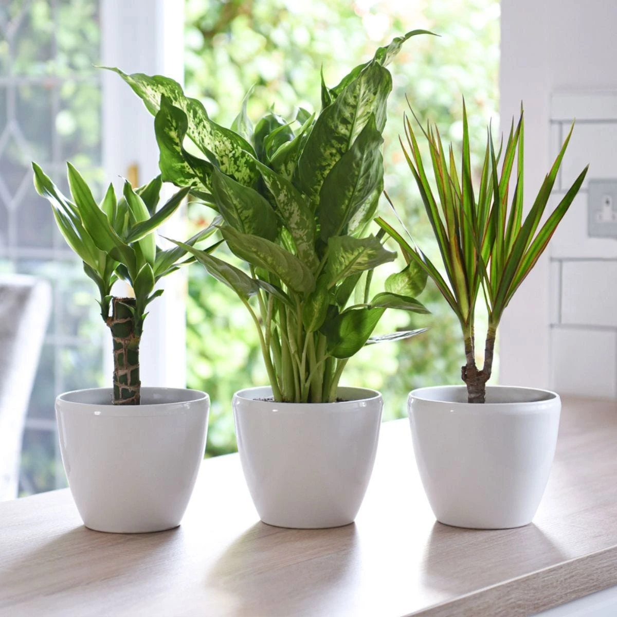 Thompson And Morgan Scandi Houseplant Mixed 12cm Pot X 3 - Image 2