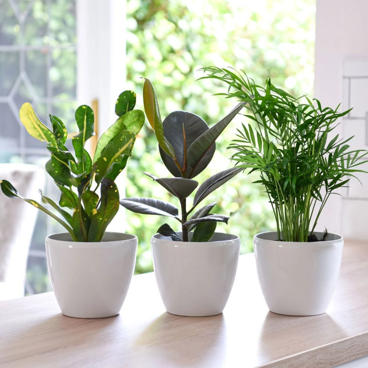 Thompson And Morgan Scandi Houseplant Mixed 12cm Pot X 3 - Image 3