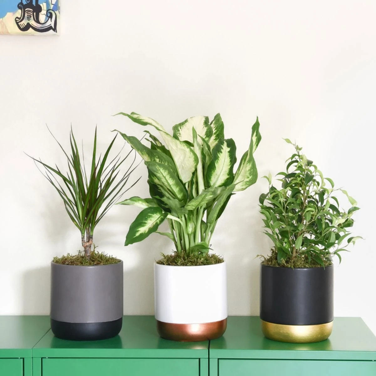 Thompson And Morgan Scandi Houseplant Mixed 12cm Pot X 3 - Image 4