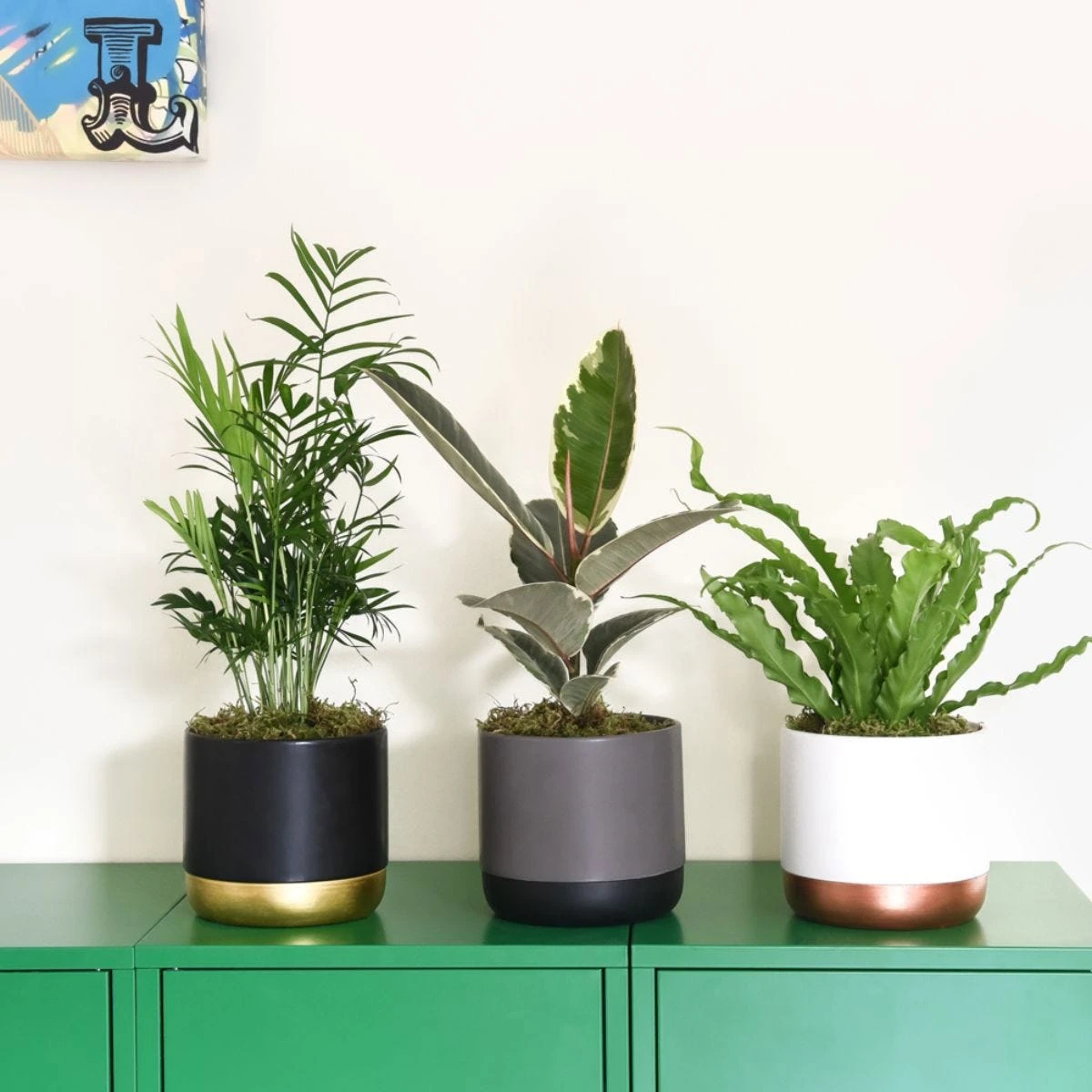 Thompson And Morgan Scandi Houseplant Mixed 12cm Pot X 3 - Image 5