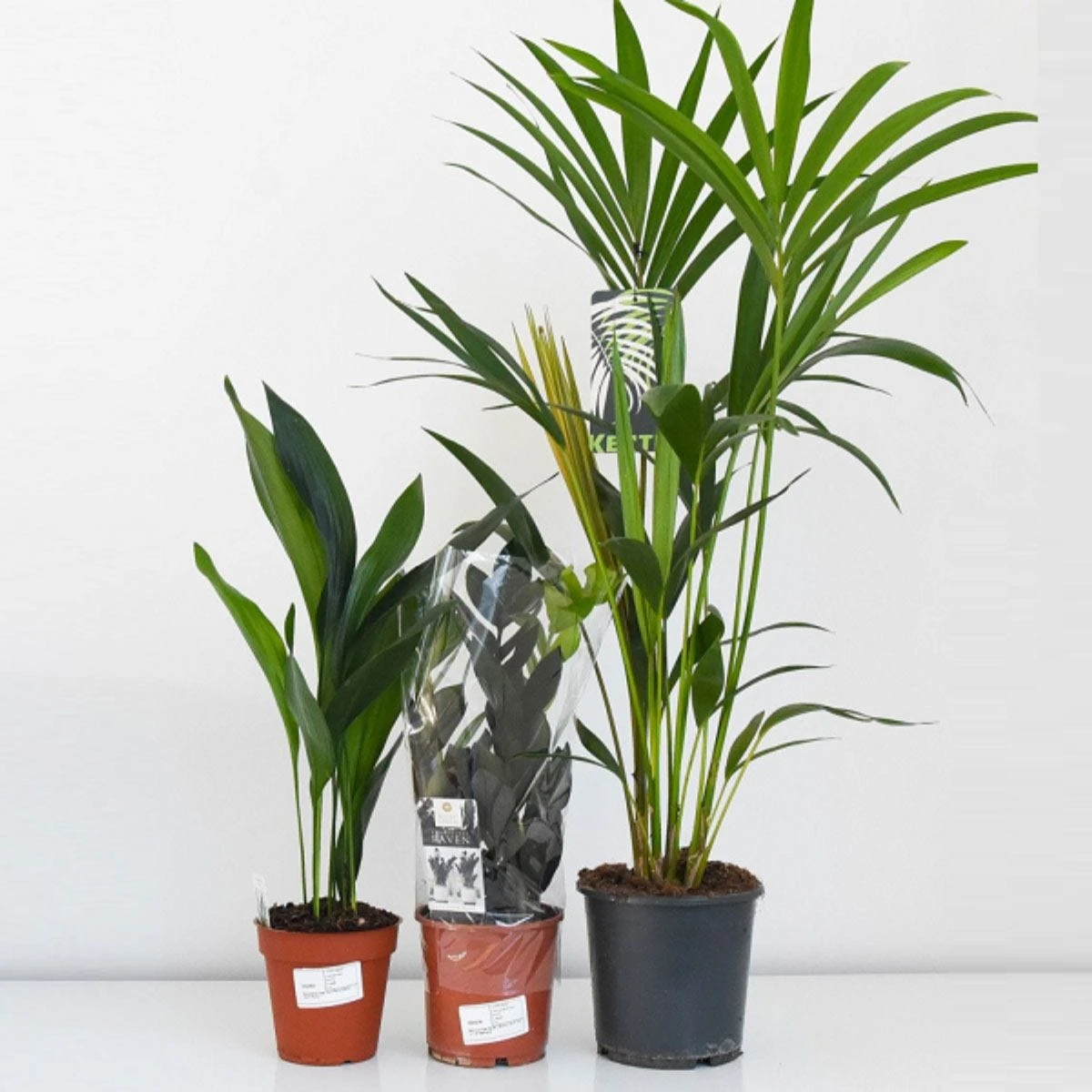 Thompson And Morgan Scandi Houseplant Mixed 12cm Pot X 3 - Image 6