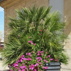 Thompson And Morgan Chamaerops Humilis - 19cm X 1 Plant