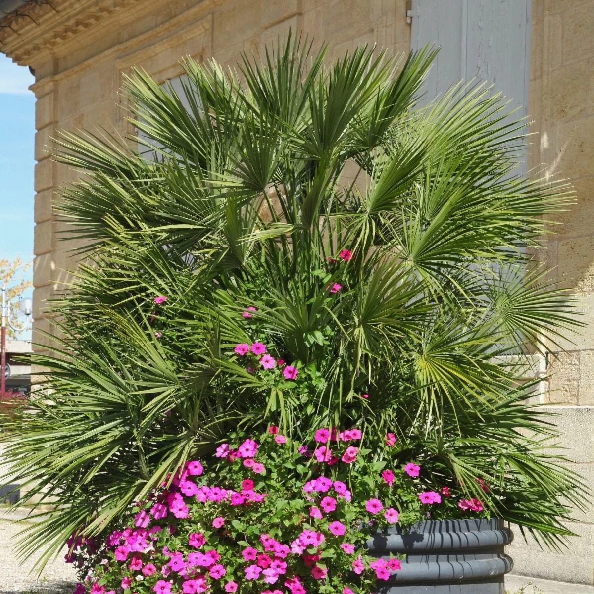 Thompson And Morgan Chamaerops Humilis - 19cm X 1 Plant