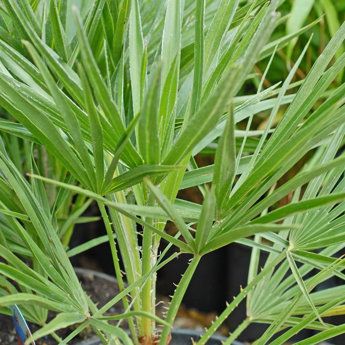 Thompson And Morgan Chamaerops Humilis - 19cm X 1 Plant - Image 2