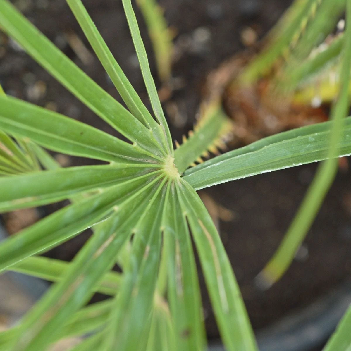 Thompson And Morgan Chamaerops Humilis - 19cm X 1 Plant - Image 3