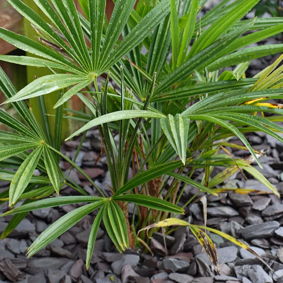 Thompson And Morgan Chamaerops Humilis - 19cm X 2 Plants - Image 4