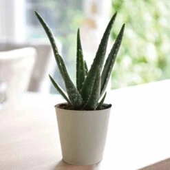 Thompson And Morgan Aloe Vera 10.5cm Pot X 3