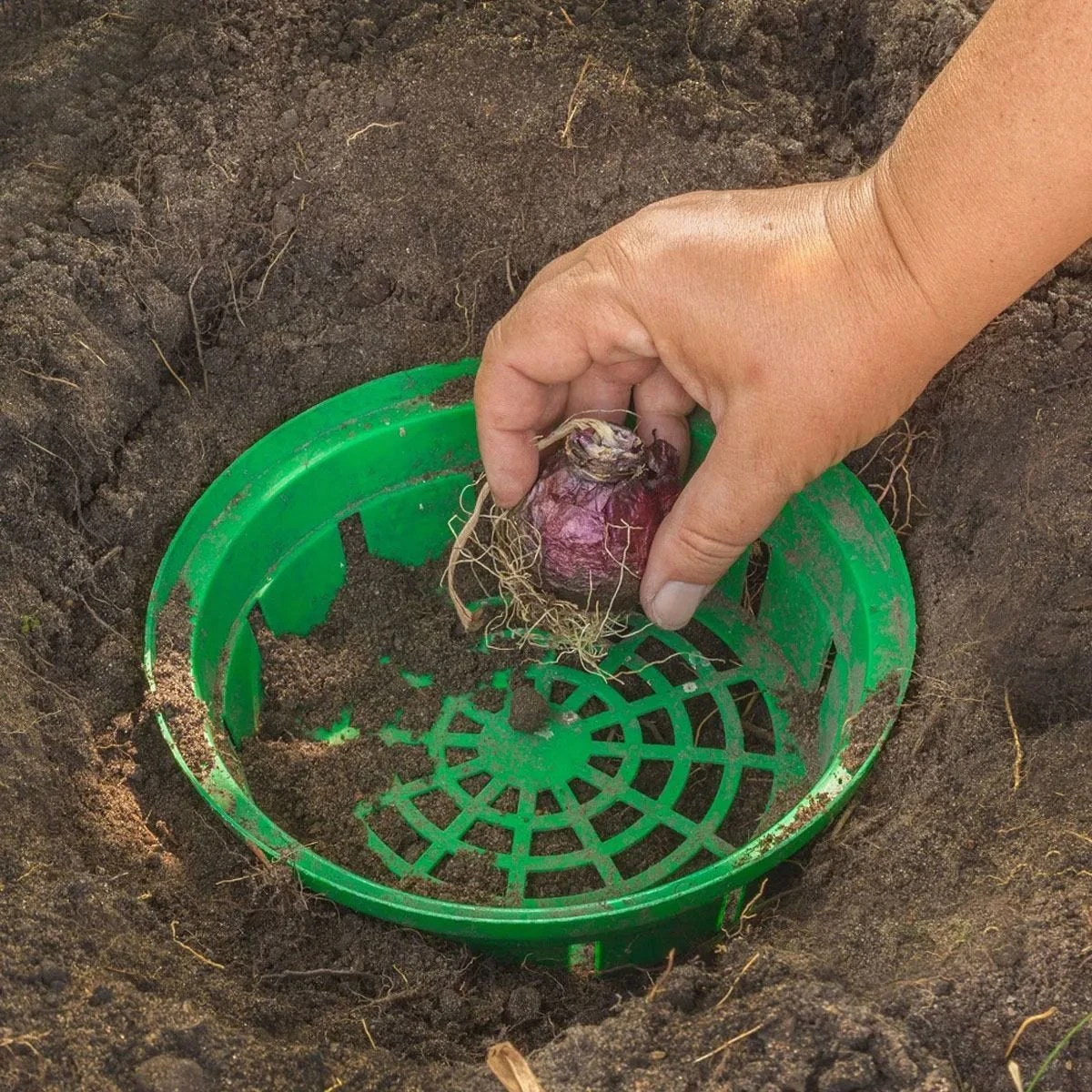 Thompson And Morgan Bulb Planting Baskets - 10 Baskets - Image 3