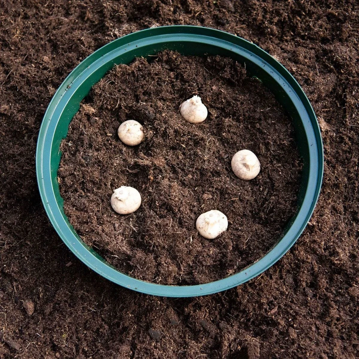 Thompson And Morgan Bulb Planting Baskets - 10 Baskets - Image 4