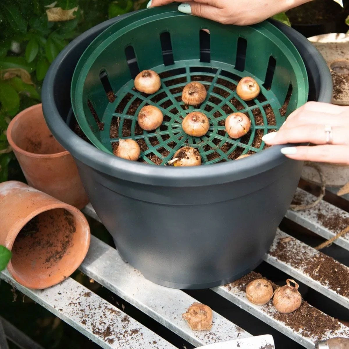 Thompson And Morgan Bulb Planting Baskets - 10 Baskets - Image 5