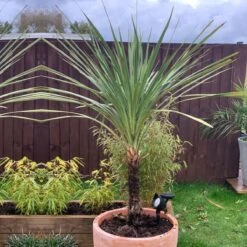 Thompson And Morgan Cordyline Australis Verde Atlantic Green - 17cm X 2 Plant