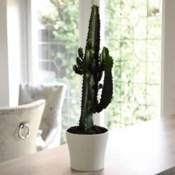 Thompson And Morgan Euphorbia Acruensis Cactus 17cm Pot X 1