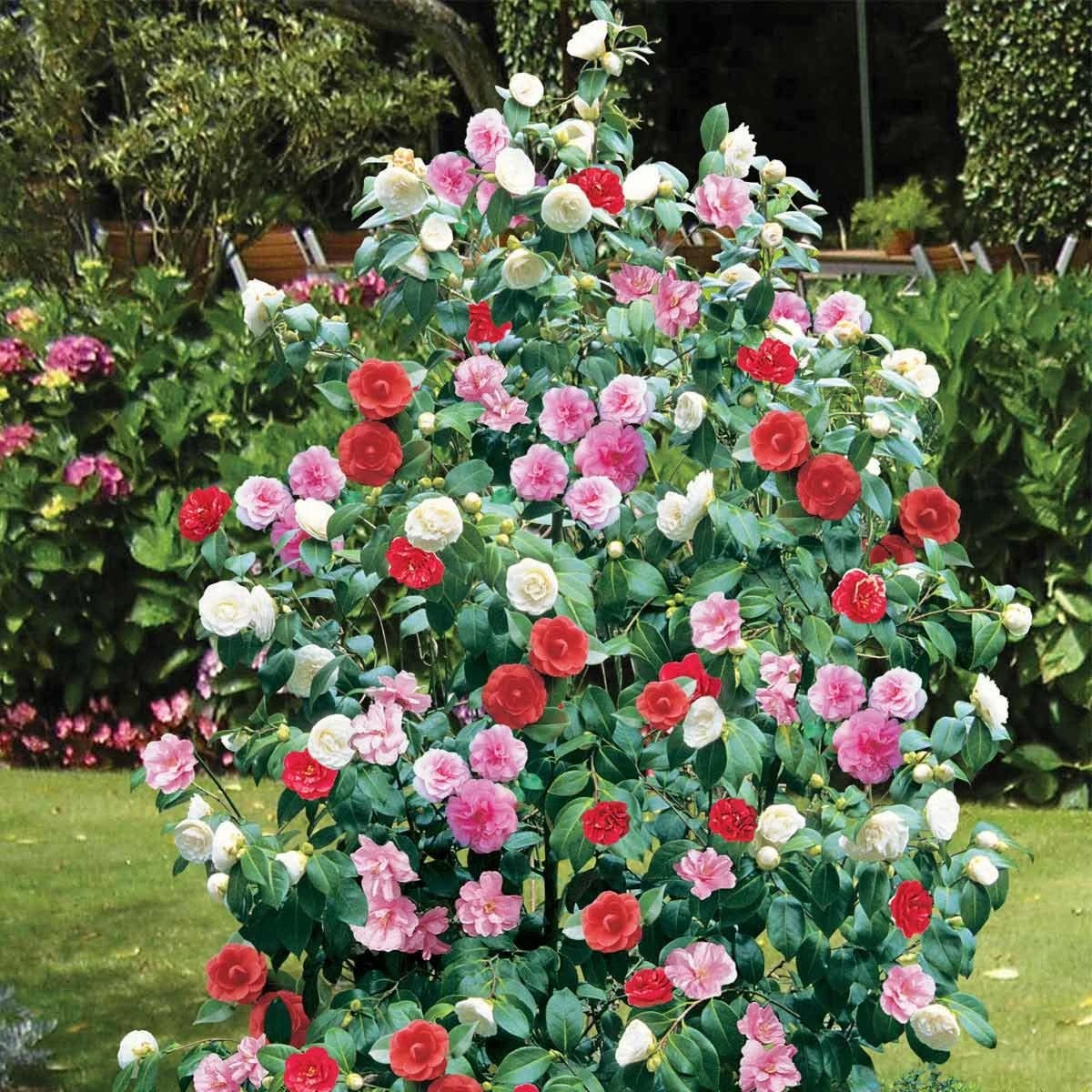 Thompson And Morgan Camellia Tricolour 15cm Pot X 1 - Image 2