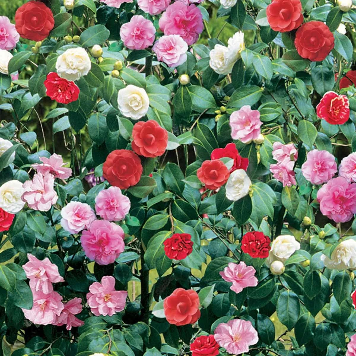 Thompson And Morgan Camellia Tricolour 15cm Pot X 1 - Image 3