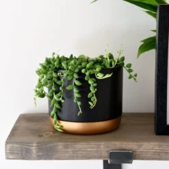 Thompson And Morgan Senecio String Of Teardrops 11cm Pot X 2