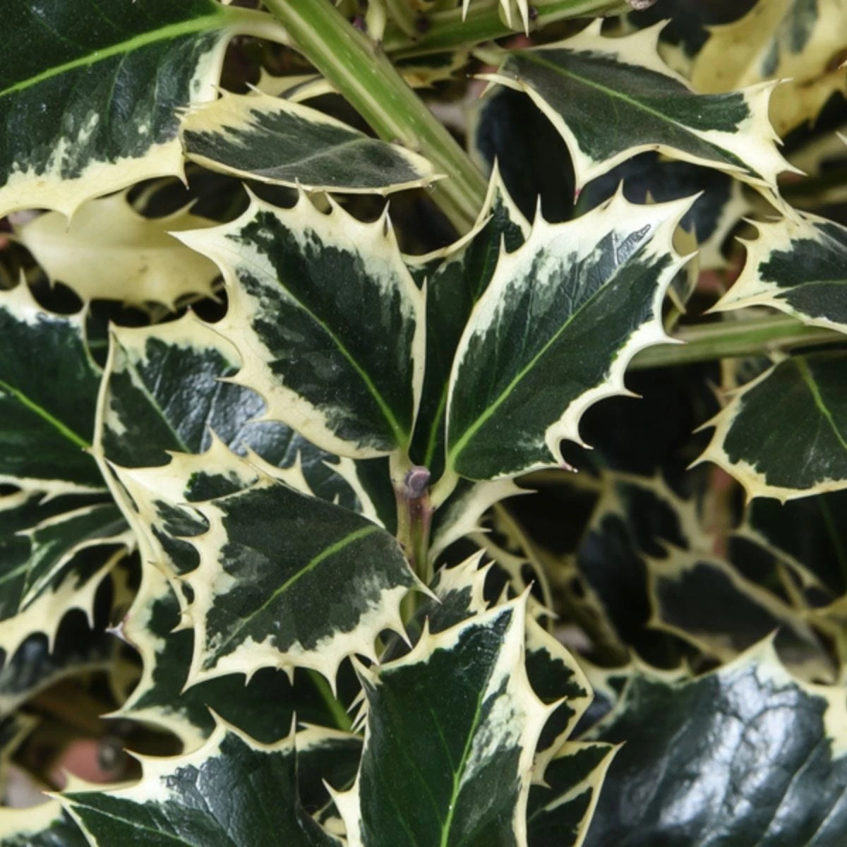 Thompson And Morgan Hedge Holly 9cm Pot X 10 - Image 2