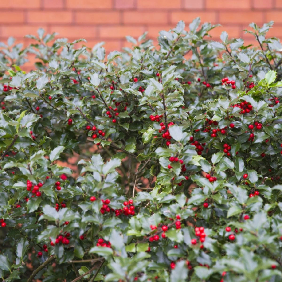 Thompson And Morgan Hedge Holly 9cm Pot X 10 - Image 3