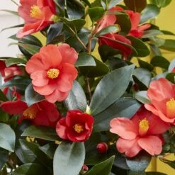 Thompson And Morgan Camellia '1001 Summer Nights' Jasmine 10.5cm Pot - 1 Plant