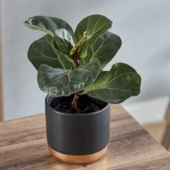 Thompson And Morgan Ficus Lyrata 'Compacta' (House Plant) 9cm X 3