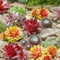 Thompson And Morgan Sempervivum Mixed 5.5cm Pot Pot X 10