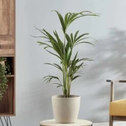 Thompson And Morgan Kentia Palm (House Plant) 17cm Pot - 1 Plant