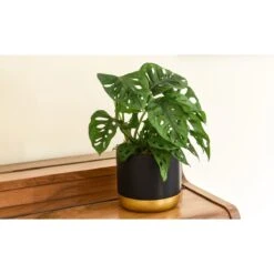 Thompson And Morgan Monstera Monkey Leaf Swiss Cheese Hanging Plant 12cm Pot X 1
