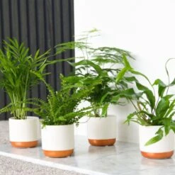 Thompson And Morgan Green Houseplant Starter Mix 6cm Pot X 3