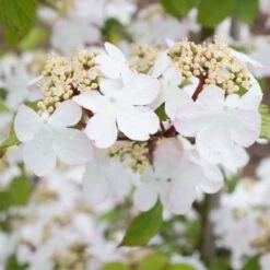 Thompson And Morgan Viburnum Kilimanjaro Sunrise 3 Litre Pot X 1