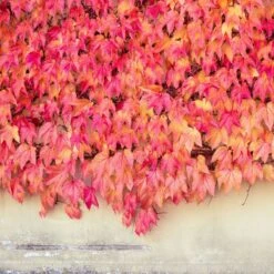 Thompson And Morgan Parthenocissus Tricuspidata Veitchii 2 Litre Pot X 1