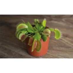 Thompson And Morgan Venus Fly Trap (House Plant) 9cm Pot X 3