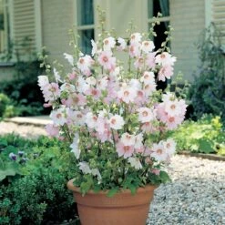 Thompson And Morgan Lavatera Barnsley Baby 9cm Pot X 3