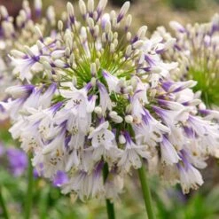 Thompson And Morgan Agapanthus Fireworks 9cm Pot X 2
