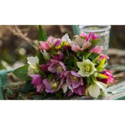 Thompson & Morgan Hellebore Breeders Mix - 10 Plants