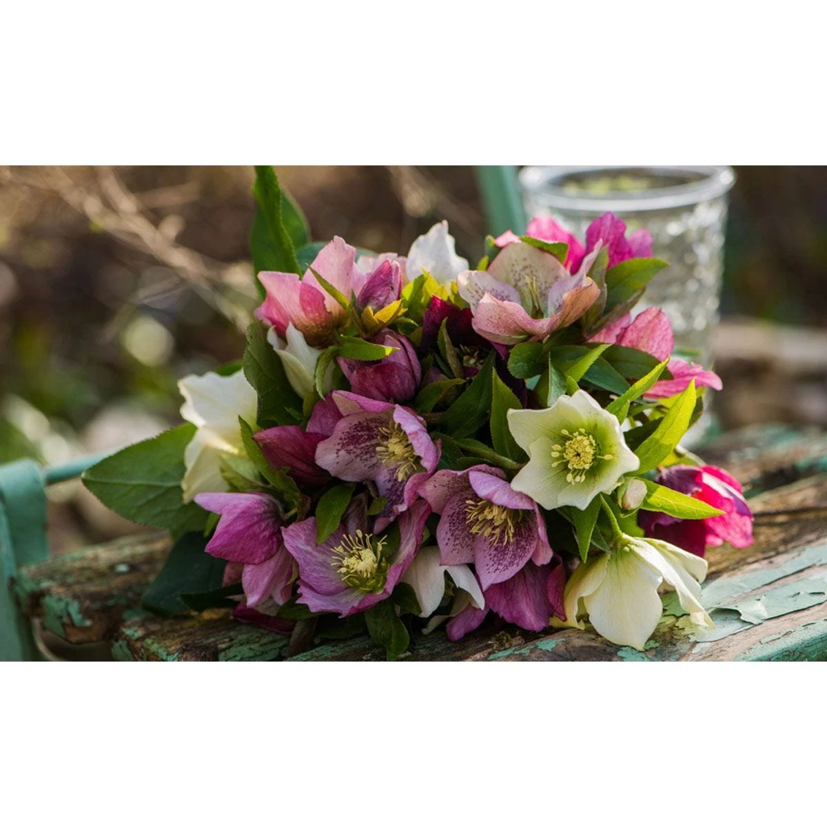 Thompson & Morgan Hellebore Breeders Mix - 10 Plants