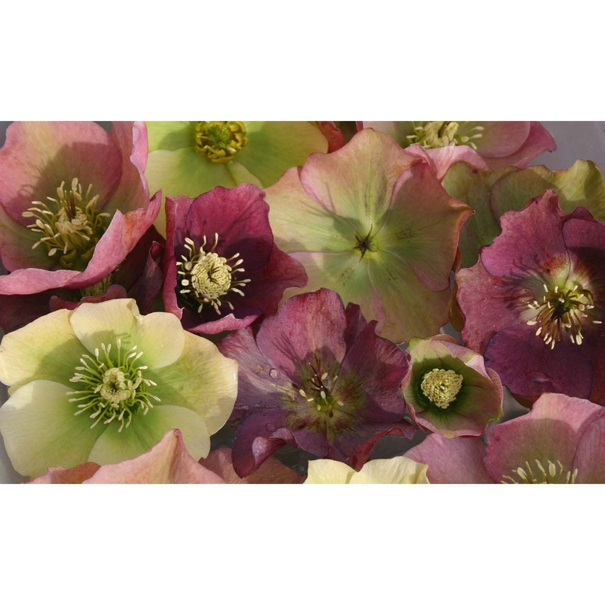 Thompson & Morgan Hellebore Breeders Mix - 10 Plants - Image 2