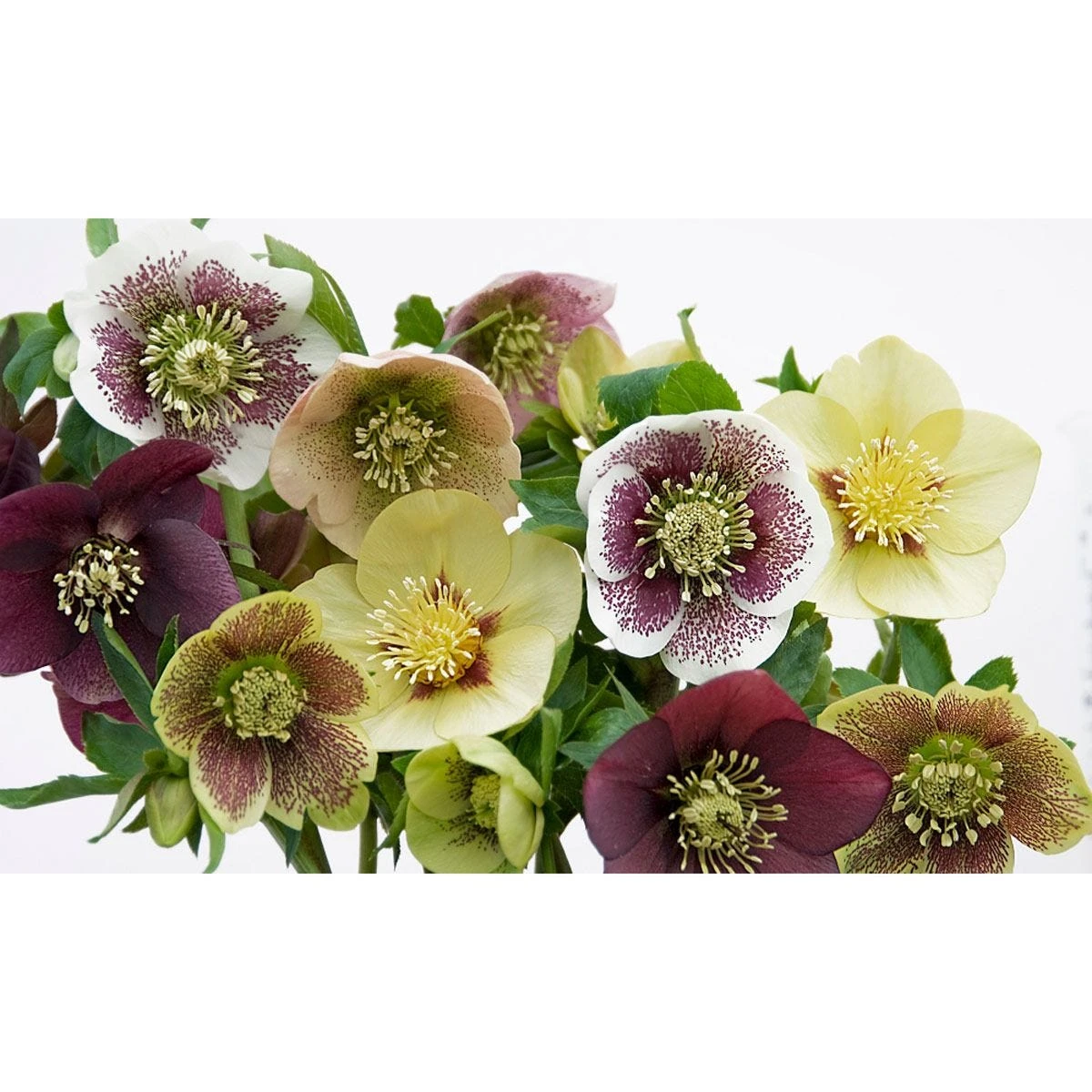 Thompson & Morgan Hellebore Breeders Mix - 10 Plants - Image 4