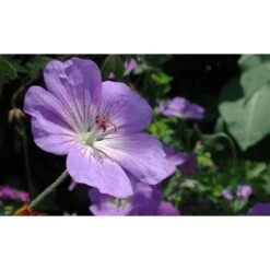 Thompson And Morgan Geranium Rozanne 9cm Pot X2
