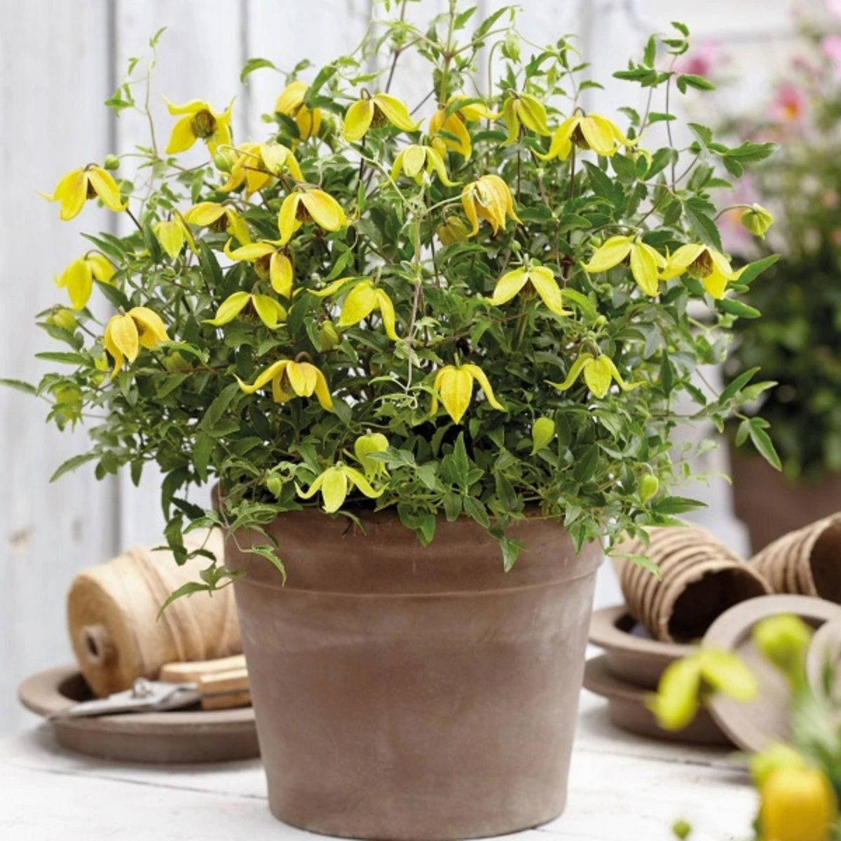 Thompson And Morgan Clematis Little Lemons 7cm Pot X 2