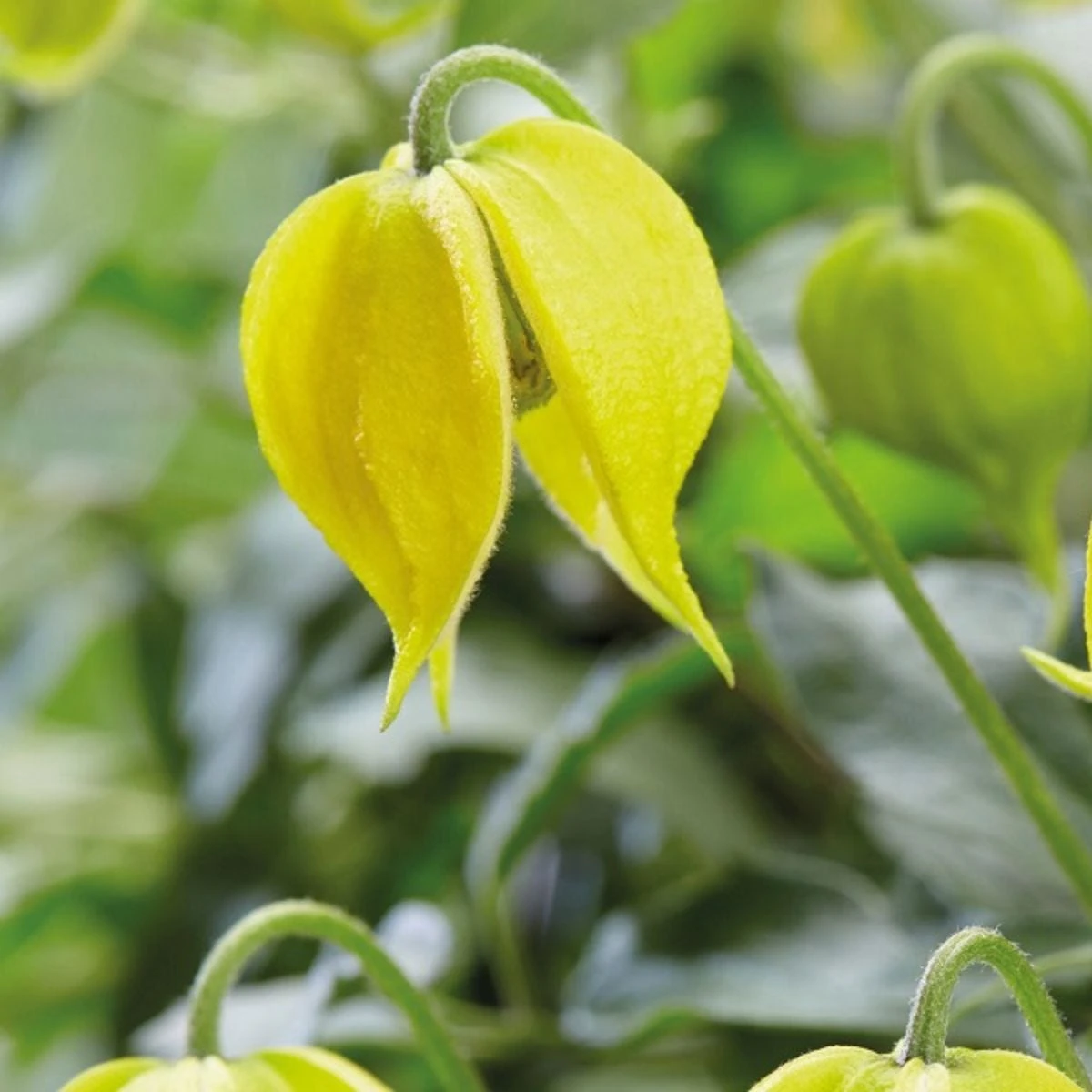 Thompson And Morgan Clematis Little Lemons 7cm Pot X 2 - Image 2