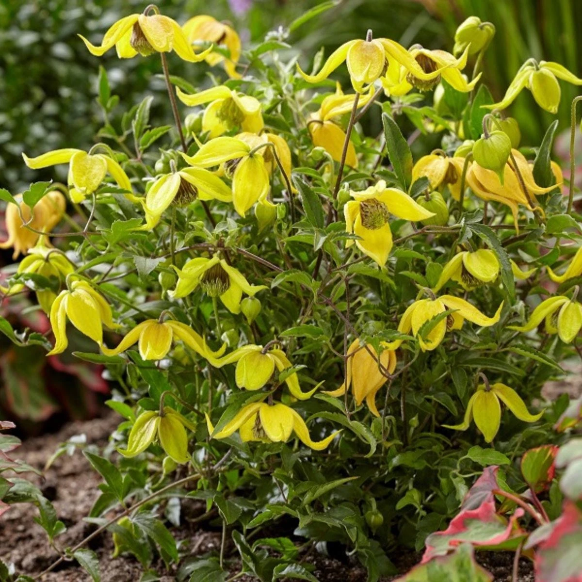 Thompson And Morgan Clematis Little Lemons 7cm Pot X 2 - Image 3
